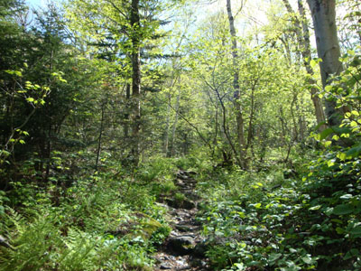 Week 22 of the year in New Hampshire